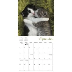 Cat Naps 2024 Wall Calendar 11 Cat Naps 2024 Wall Calendar -Calendars Sales Store b0454302 4431 4835 9943 96e5f0034789
