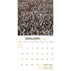 Animals In Motion 2024 Wall Calendar -Calendars Sales Store b07e04c3 7160 4b0e a9e6 d5b794789017