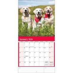 Golden Retrievers Photo 2024 Wall Calendar 17 Golden Retrievers Photo 2024 Wall Calendar -Calendars Sales Store b0bc5f36 9261 468c 8a17 07b50cc9a731