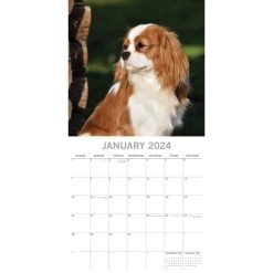 Cavalier King Charles Spaniels 2024 Wall Calendar -Calendars Sales Store b1acd0dc 2637 453b 93eb 8b09b9656866