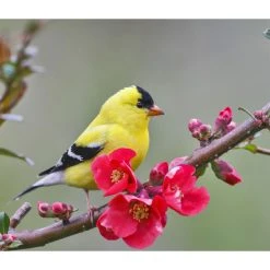 Songbirds WWF 2024 Wall Calendar -Calendars Sales Store b1f1394b b5c4 4aa8 a224 3ea85a08441b
