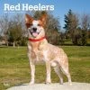 Red Heelers 2024 Wall Calendar -Calendars Sales Store b20f672c 3ac7 4843 a6ce ae1082b57b1a