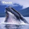 Whales 2024 Wall Calendar 1 Whales 2024 Wall Calendar -Calendars Sales Store b21381ee f239 43e9 86ef 5eec05a799f0