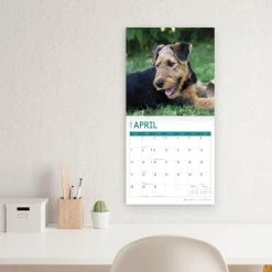 Airedale Terriers 2024 Wall Calendar 17 Airedale Terriers 2024 Wall Calendar -Calendars Sales Store b27804ea 9152 4754 bbe4 a3b96bb3f503