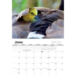 Baby Wildlife 2024 Wall Calendar -Calendars Sales Store b3221863 1dbf 481a ab92 262b6c876d8f