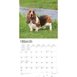 Basset Hounds 2024 Wall Calendar 12 Basset Hounds 2024 Wall Calendar -Calendars Sales Store b3c3daaa 0f5e 4c47 903e f773a33ba2c4