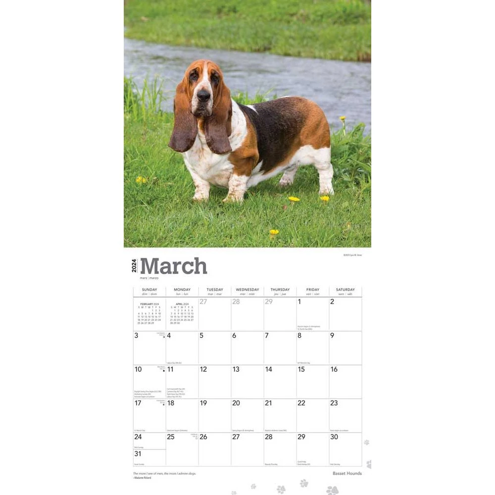 Basset Hounds 2024 Wall Calendar 5 Basset Hounds 2024 Wall Calendar - Image 3