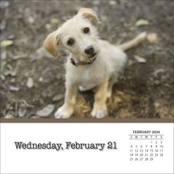 Dogs And Puppies 2024 Desk Calendar -Calendars Sales Store b50962d4 45d4 4896 a07b 6d7ae6f0a93d