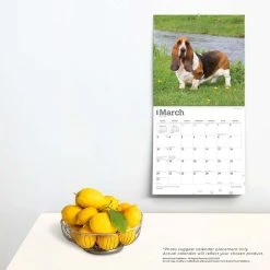 Basset Hounds 2024 Wall Calendar 13 Basset Hounds 2024 Wall Calendar -Calendars Sales Store b523e60c cda4 4ff1 b8e6 f0bc566ab3c9