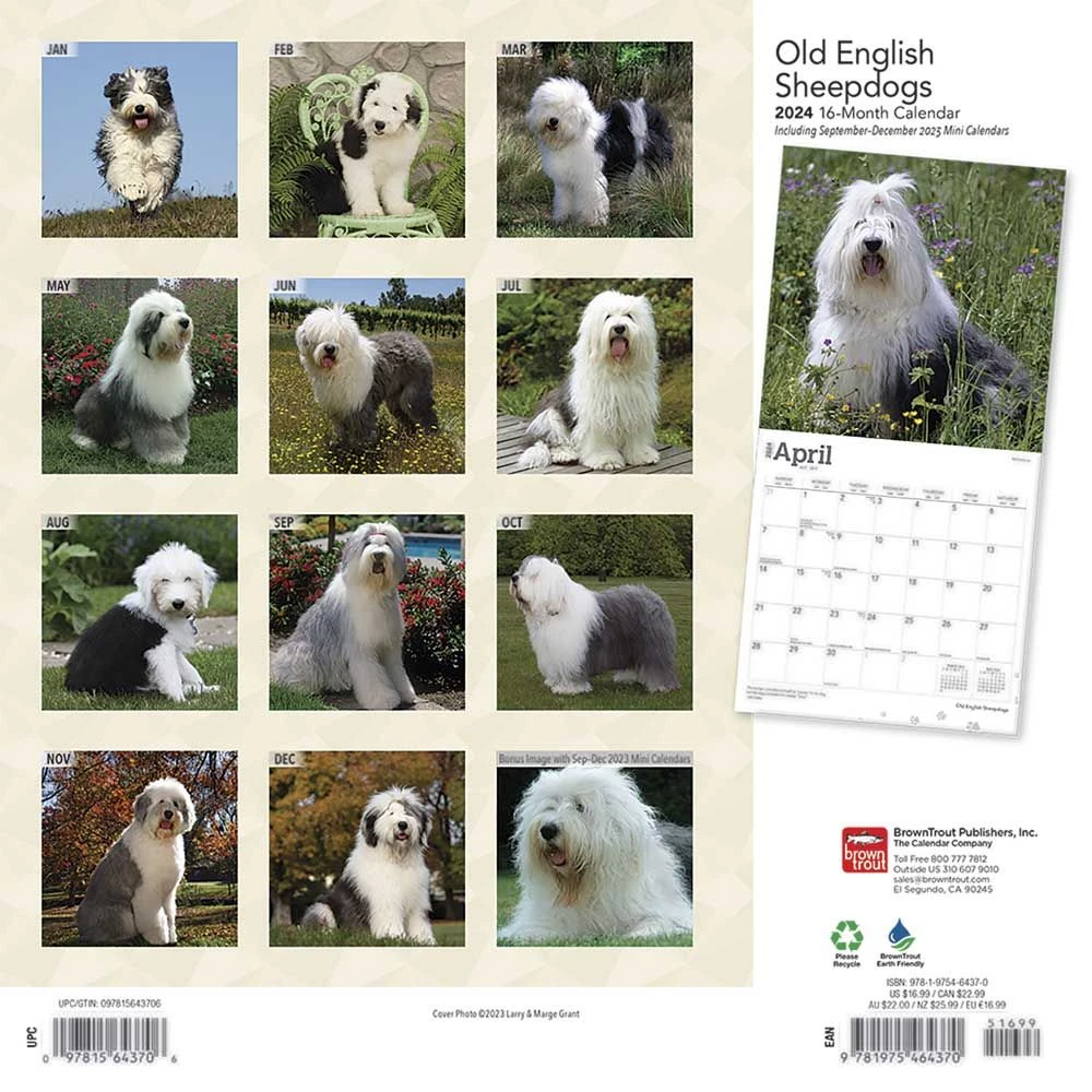 Old English Sheepdogs 2024 Wall Calendar 4 Old English Sheepdogs 2024 Wall Calendar - Image 2