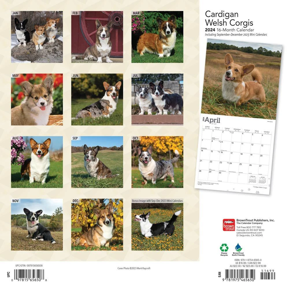 Welsh Corgis Cardigan 2024 Wall Calendar 4 Welsh Corgis Cardigan 2024 Wall Calendar - Image 2