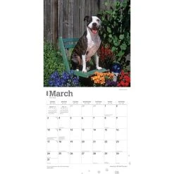 Pit Bull Terriers 2024 Wall Calendar 12 Pit Bull Terriers 2024 Wall Calendar -Calendars Sales Store b89d2ef0 4510 4622 a01d ab9cb5fe1149