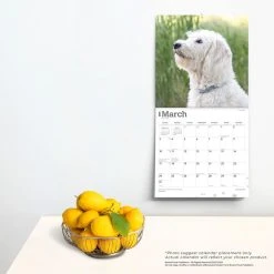 Labradoodles 2024 Wall Calendar -Calendars Sales Store ba1b3f32 4313 40b8 9338 67ebab469743