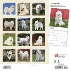 Samoyeds 2024 Wall Calendar -Calendars Sales Store ba7436d0 db9c 4a1b bcbf 7419ef5b1081