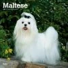 Maltese 2024 Wall Calendar -Calendars Sales Store bbe66e33 1a0c 4976 a7b8 e75a3c625d94