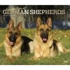 German Shepherds Deluxe 2024 Wall Calendar -Calendars Sales Store bcaac349 9c84 4e74 b13c df2fc7b47657