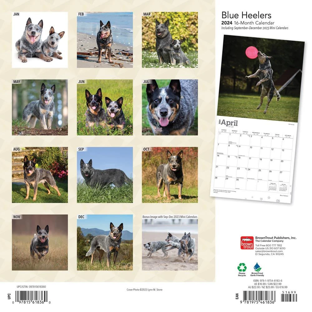 Blue Heelers 2024 Wall Calendar 4 Blue Heelers 2024 Wall Calendar - Image 2