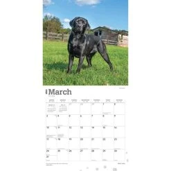 Black Lab Retriever 2024 Wall Calendar 12 Black Lab Retriever 2024 Wall Calendar -Calendars Sales Store bd826e5c 8f5c 4770 9e39 fbdfd7ec1fbf