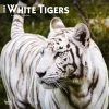 White Tigers 2024 Wall Calendar -Calendars Sales Store bdf20834 351d 4934 93fb 7fe071a45235