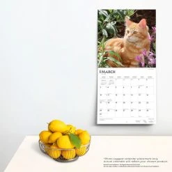 Ginger Cats 2024 Wall Calendar -Calendars Sales Store bf85a9b6 d272 4450 b15b eaa93b6a9706