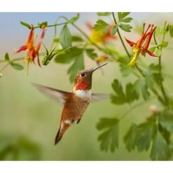 Hummingbirds WWF 2024 Wall Calendar -Calendars Sales Store c0ab67ea 90a9 4891 83ff fd34dcfa7bf5