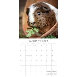 Guinea Pigs 2024 Wall Calendar -Calendars Sales Store c223d0a2 277d 4346 bf23 0955a2512861