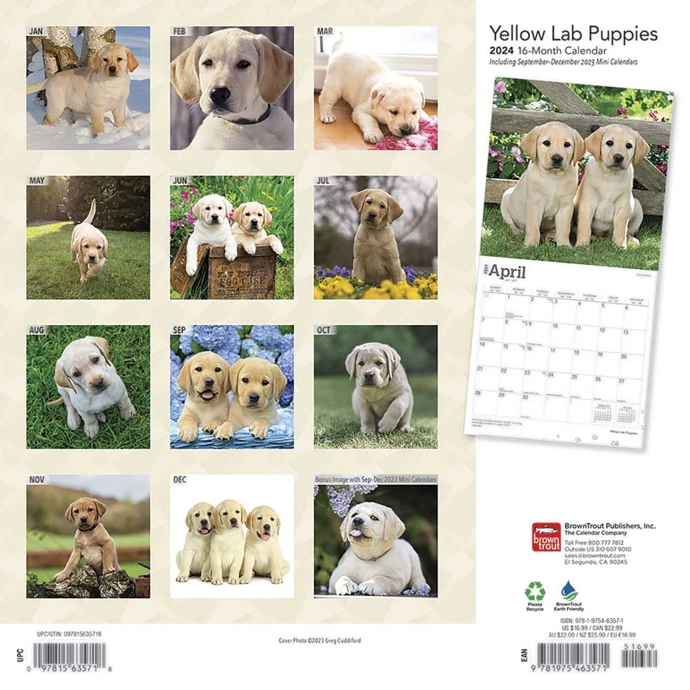 Yellow Lab Retriever Puppies 2024 Wall Calendar 4 Yellow Lab Retriever Puppies 2024 Wall Calendar - Image 2