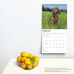 Bloodhounds 2024 Wall Calendar -Calendars Sales Store c3e64466 73bb 47c8 9f45 1016c1d7990c