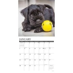 Just Schnauzer Puppies 2024 Wall Calendar -Calendars Sales Store c4008805 1bfa 43c8 a3e9 bd6b6760b14c