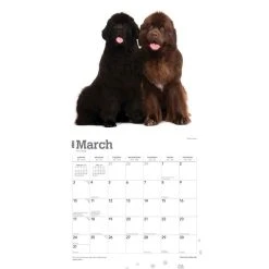 Newfoundlands 2024 Wall Calendar -Calendars Sales Store c5043f46 d7a1 47b8 9854 609365ee647d
