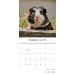 Guinea Pigs 2024 Wall Calendar -Calendars Sales Store c734aa9c 245e 4f3c 9a5a 88305da506ce