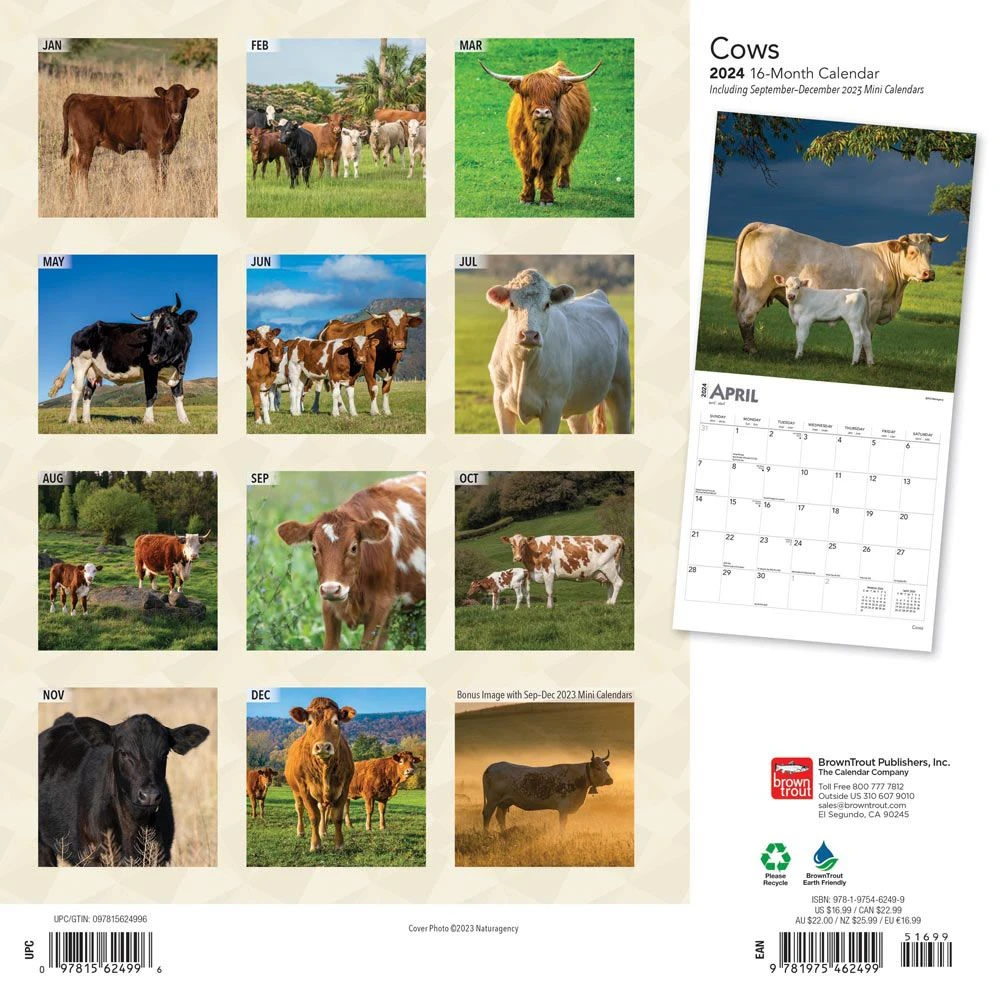 Cows 2024 Wall Calendar 4 Cows 2024 Wall Calendar - Image 2