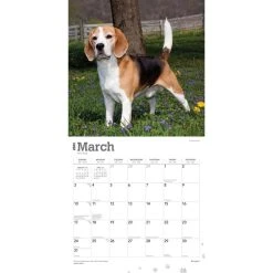 Beagles 2024 Wall Calendar -Calendars Sales Store c76f54fd 6395 4784 8184 5616b2d7afe0
