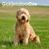 Goldendoodles 2024 Wall Calendar -Calendars Sales Store c7c20b12 703f 4729 8a80 9e1751a9f751