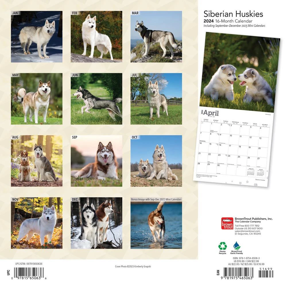 Siberian Huskies 2024 Wall Calendar 4 Siberian Huskies 2024 Wall Calendar - Image 2