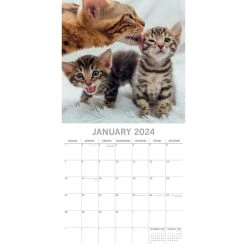 Cats And Kittens 2024 Wall Calendar -Calendars Sales Store c81b8ed3 51fe 41aa 9281 26edf63ffa62