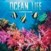 Ocean Life 2024 Wall Calendar 2 Ocean Life 2024 Wall Calendar -Calendars Sales Store c9c6b50a aafe 427b 9484 e4273acb732b