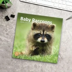 Baby Raccoons 2024 Wall Calendar -Calendars Sales Store ca1e7471 2842 4a40 b890 4ed5926c0449