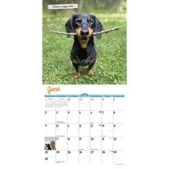 Crusoe The Celebrity Dachshund 2024 Wall Calendar -Calendars Sales Store cacc8f16 b1d7 4b8a 9bff 34466c6e609d