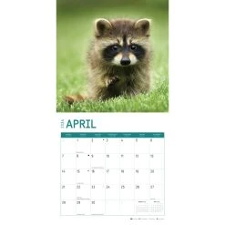 Baby Raccoons 2024 Wall Calendar -Calendars Sales Store cb09a471 9d72 43bc 9676 065a58475300