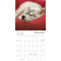 Pooped Puppies 2024 Wall Calendar -Calendars Sales Store cb3af9e3 d6e4 4817 aeff 855d6964e743