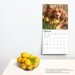 Miniature Dachshund 2024 Wall Calendar 13 Miniature Dachshund 2024 Wall Calendar -Calendars Sales Store cb3e6a99 1624 40b7 91bc dad2473104c6