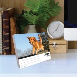 Just Goldens 2024 Desk Calendar -Calendars Sales Store cb793e08 ee0d 4128 a637 4eaaf9215a95