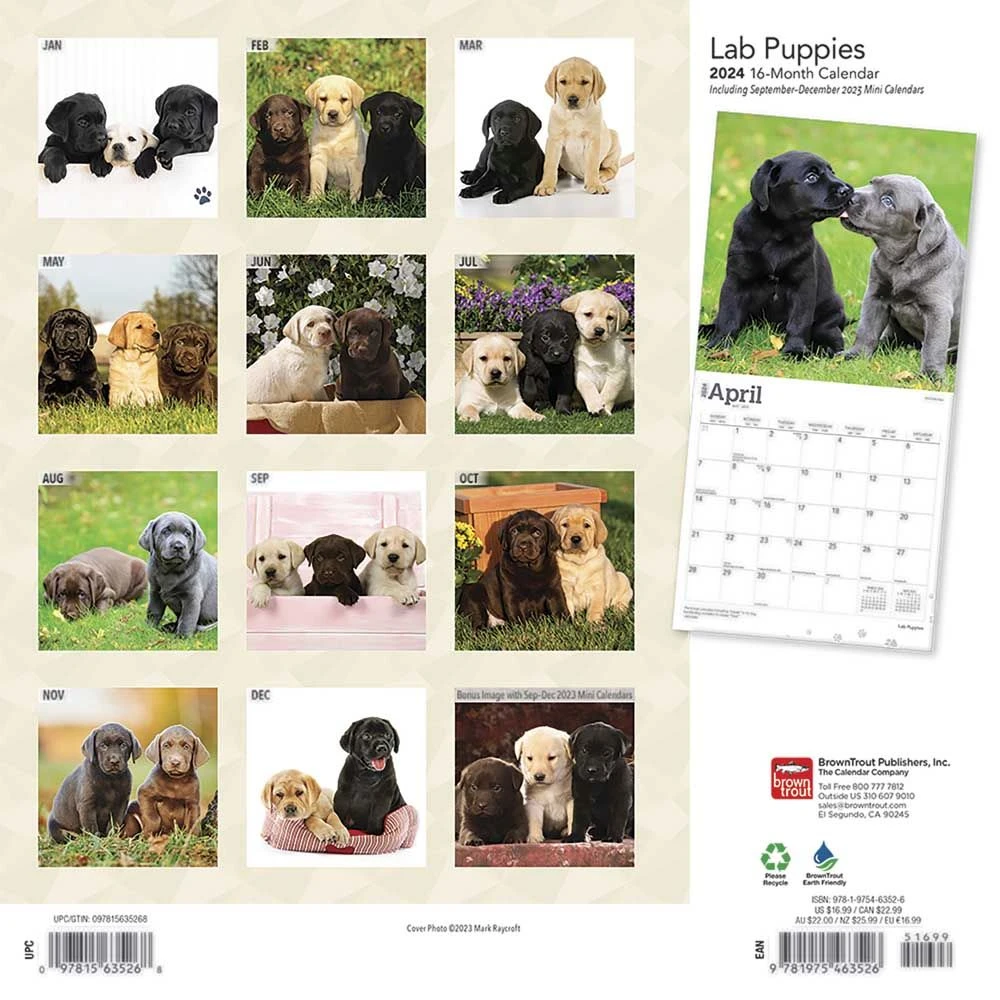 Lab Retriever Puppies 2024 Wall Calendar 4 Lab Retriever Puppies 2024 Wall Calendar - Image 2