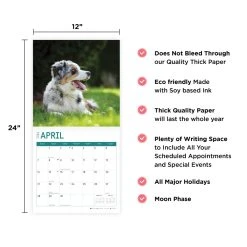 Australian Shepherds 2024 Wall Calendar 14 Australian Shepherds 2024 Wall Calendar -Calendars Sales Store ce6f1a7c ab02 481b ba23 03a62365634e