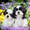 Shih Tzu Puppies 2024 Wall Calendar -Calendars Sales Store cea56b04 2839 47bd a66e 2a849d3fd97c