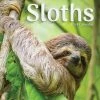 Sloths 2024 Wall Calendar -Calendars Sales Store cebcff86 aed4 4c95 b433 c07552e96d67