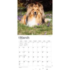 Shetland Sheepdogs 2024 Wall Calendar -Calendars Sales Store d0930a9e f97a 4bf4 8776 117cdb4240cb