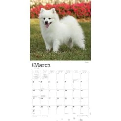 American Eskimo Dogs 2024 Wall Calendar 12 American Eskimo Dogs 2024 Wall Calendar -Calendars Sales Store d0f1ce4c 22ac 4221 89b2 cb62d4680caa