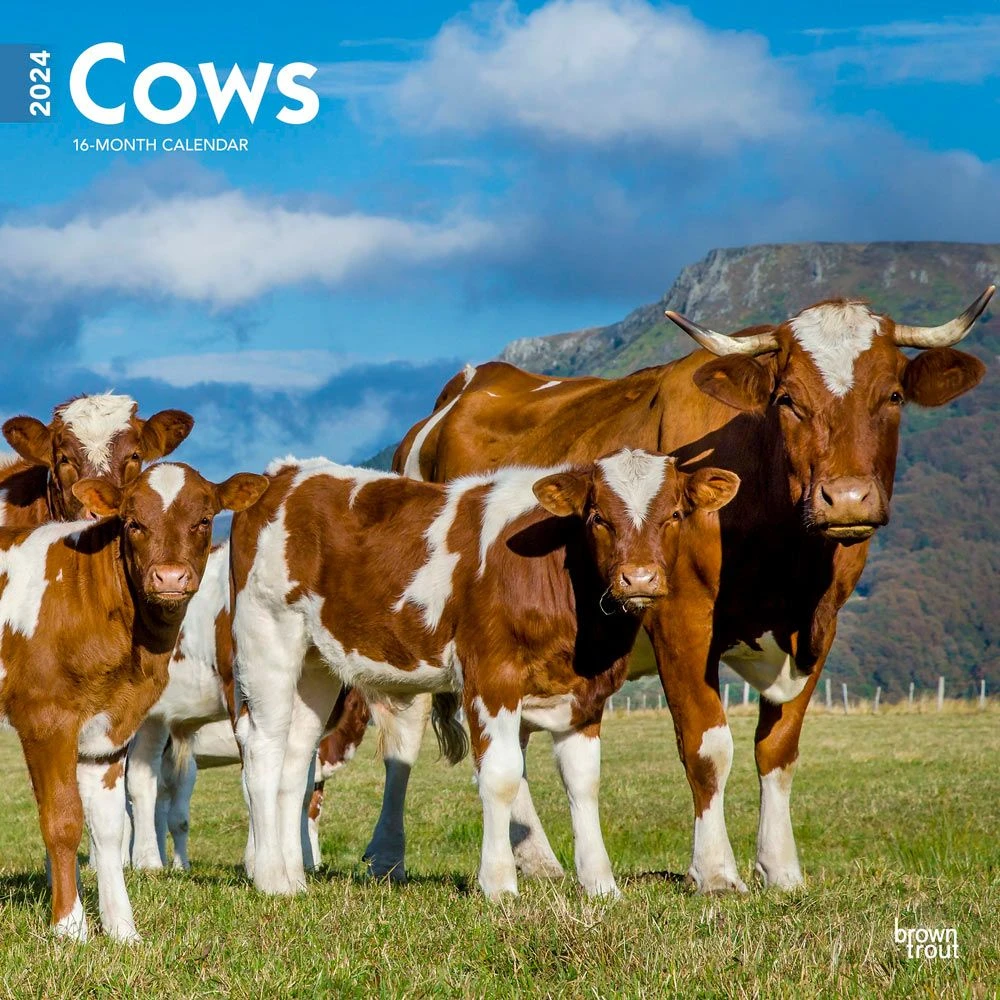 Cows 2024 Wall Calendar 3 Cows 2024 Wall Calendar